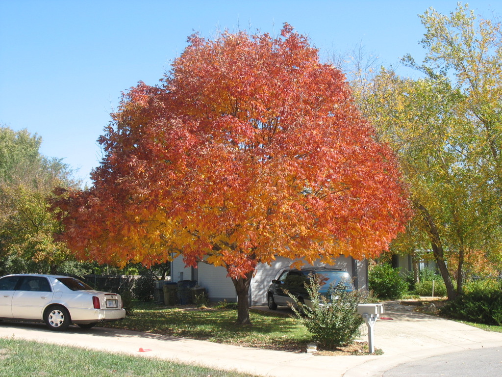 Top 5 Trees That Add Instant Fall Color Of Red, Gold, Yellow, and Burgundy